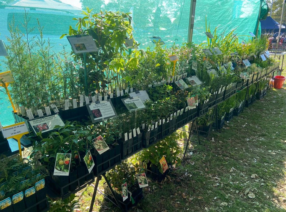 Tubestock and bushfood plants laid out at the stall