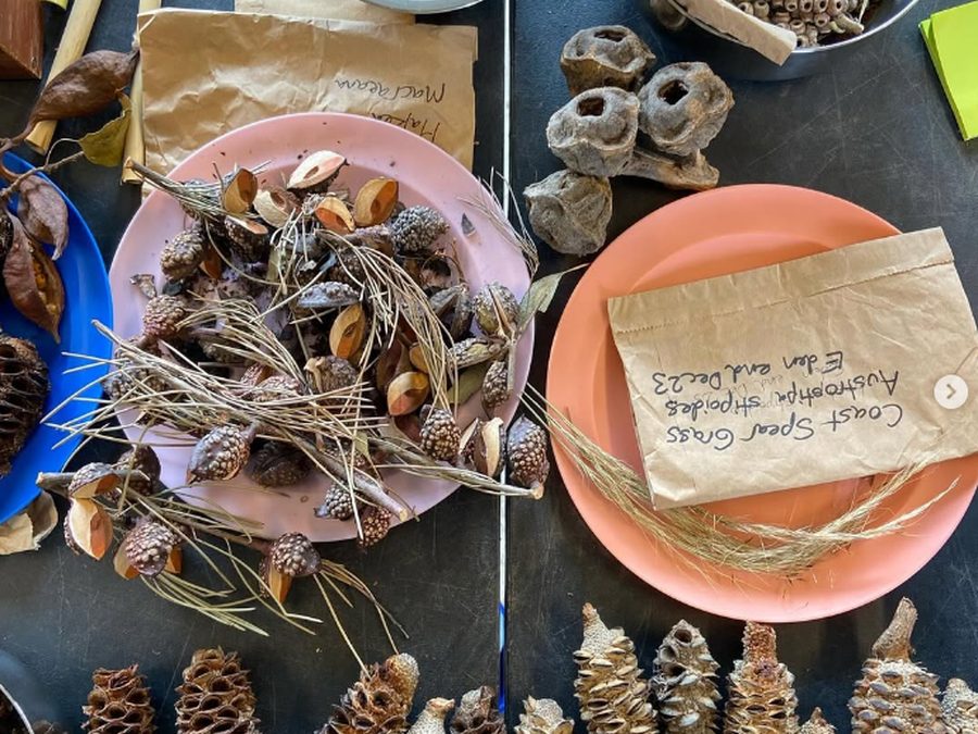 South Coast NSW Species