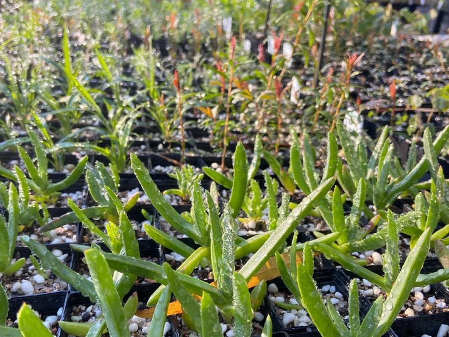 Native Plants