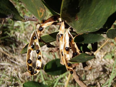 Acacia seed ready for collection