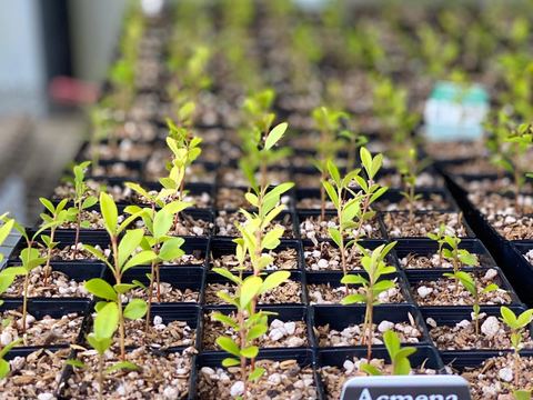 Acmena smithii minor seedlings in forestry tubes