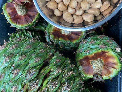 Bunya cones opened for seed