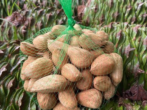 Bunya nuts, Araucaria bidwillii