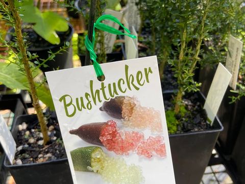 Bushtucker stock labelled and ready