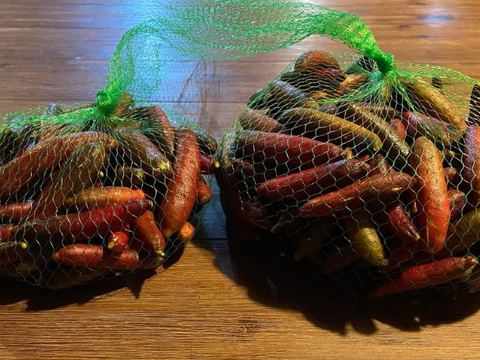 Finger limes picked for the markets