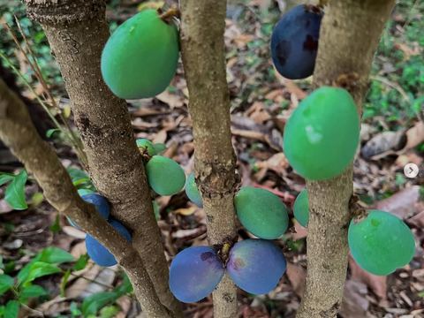 Native fruit ripening in the bush