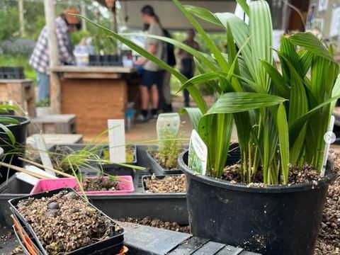 Potting up at the nursery