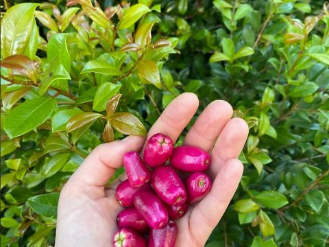 Riberry, Syzygium leuhmanii