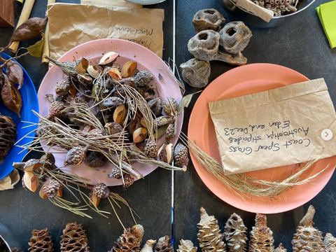 Locally collected seed, cleaned and labelled