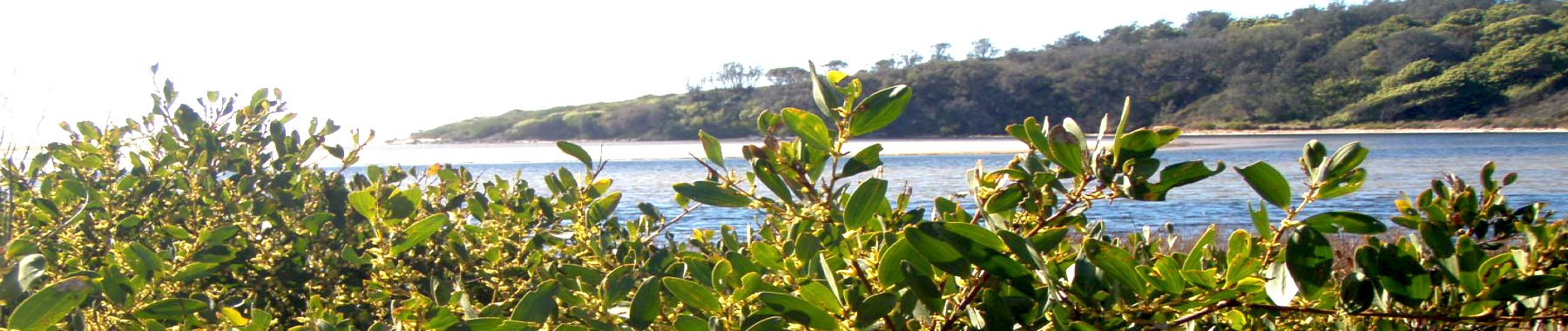 Coastal native vegetation on the South Coast of NSW